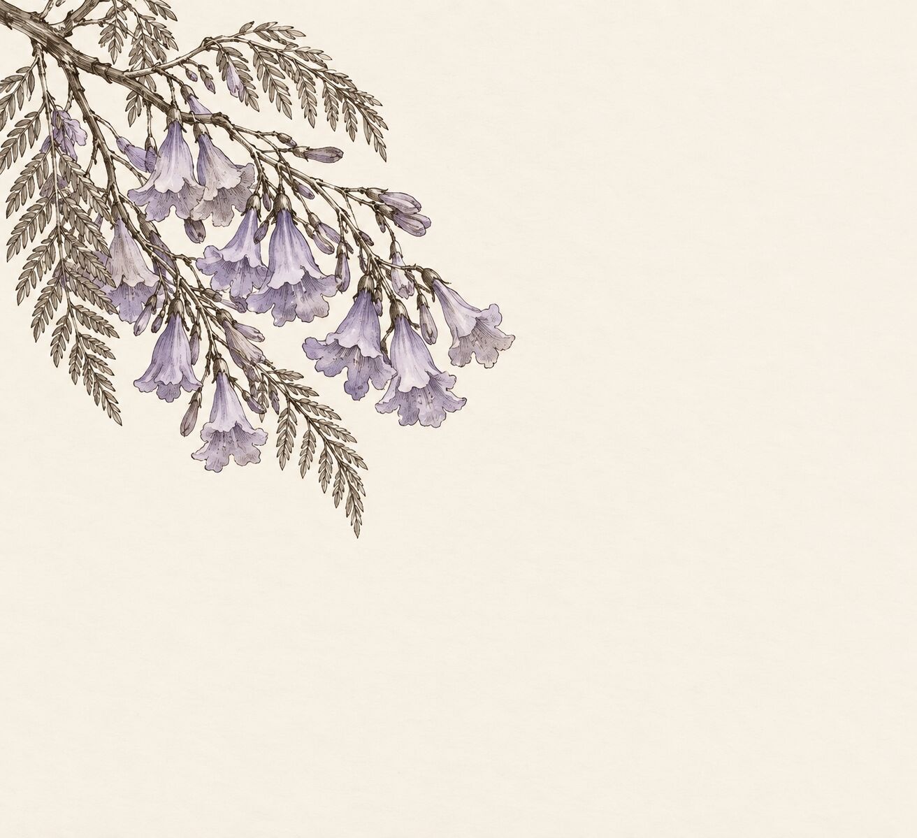 Hand-drawn jacaranda illustration